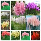 Rare 200 Mixed Colors Pampas Grass Plant Bonsai Balcony Colorful Grass