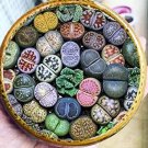 Rare 200 pcs Mix Lithops Plants Mix Varieties Succulents Plants Living Stone