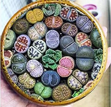 Rare 200 pcs Mix Lithops Plants Mix Varieties Succulents Plants Living Stone