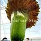Rare 100 Pcs Cut Corpse Bonsai Flower Garden Perennial Potted Plants