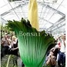 Rare 100 Pcs Cut Corpse Bonsai Flower Garden Perennial Potted Plants