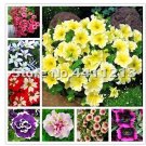 Rare 200 pcs/Pack Bonsai Petunia Garden Bonsai Moon Night Sky Double Purple