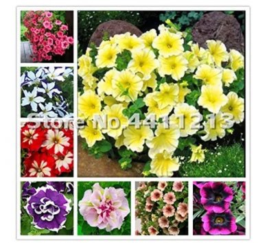 Rare 200 pcs/Pack Bonsai Petunia Garden Bonsai Moon Night Sky Double Purple