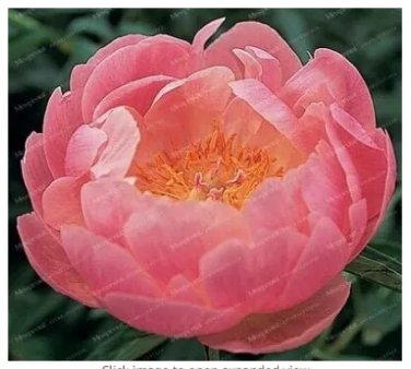 Rare 10 Pcs/Pack Peony Flower Bonsai for Home Garden