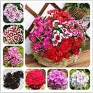 Rare 100 Pcs/Bag Multicolored Carnation Bonsai Potted Flowers Balcony Bonsai Plant