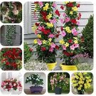 Rare 50 PCS Rare Climbing Jasmine Flower sEEDS, Colorful Fragrant Arabian Jasmine