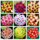 Rare 24 Color Hoya Flower Flores Rare Perennial Plant Hoya Carnosa Plante Bonsai plantas