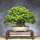 Rare Korean Hornbeam Tree Bonsai Very Beautiful Mini Bonsai Sprout 50 seeds