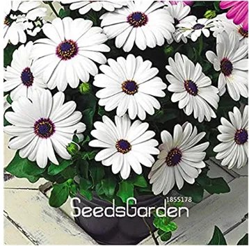 Rare 100 Pieces/Pack African Blue Eyed Daisy Plantas Osteospermum Plants Garden