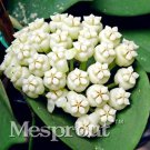Rare 100 Pcs/Bag Flower Bonsai Hoya Kerrii Bonsai (December Orchid)