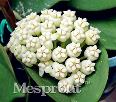 Rare 100 Pcs/Bag Flower Bonsai Hoya Kerrii Bonsai (December Orchid)