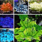 Rare 200 pcs Hosta Fragrant Plantain Lily Bonsai Perennial Flower