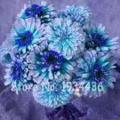 Rare 100 Pcs Exotic Zinnia Pretty Pastel Mixed Flower Perennial Spring Flowering