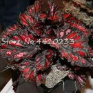 Rare 150 Pcs Exotic Colorful Coleus Bonsai, Indoor Flowers Potted Bonsai Garden Courtyard