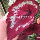 Rare 150 Pcs Exotic Colorful Coleus Bonsai, Indoor Flowers Potted Bonsai Garden Courtyard