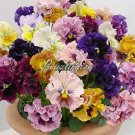 Rare Pansy Bonsai Wavy Viola Tricolor Flower for Home Garden 2000 Pcs