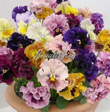 Rare Pansy Bonsai Wavy Viola Tricolor Flower for Home Garden 2000 Pcs