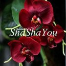 Rare Phalaenopsis Giant Orchid Flower Big Flowers 100 Seeds