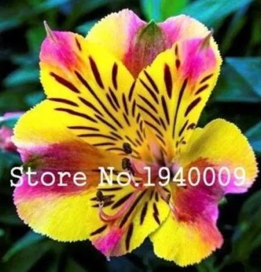 Rare 100 pcs Rare Peruvian Lily Alstroemeria Bonsai Plants Mix-Color Beautiful
