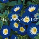 Rare 100 Pcs/Bag Rare StarBlue Bonsai Garden and Patio Potted Plant