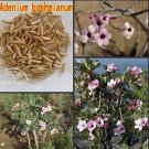 Rare 100% Fresh Real Adenium boehmianum - Adenium Obesum semillas