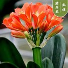 Rare 100 Pcs Clivia Miniata Plant Gorgeous Bonsai Rare Bush Lily Flower Bonsai