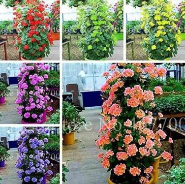 Rare 50 Pcs Climbing Geranium Rare Bonsai Flower Perennial Plant