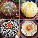 Rare 200 Pcs/Pack Egg Succulents Bonsai Echinopsis Tubiflora Cactus