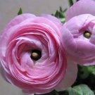 Rare 100 pcs Rouge Ranunculus Flower Seeds, Indoor Bonsai Plant