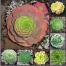 Rare 100 PCS Fresh Rare Aeonium tabuliforme Succulent Plant sementes