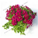 Rare Garden Plant Semi-Trailing Verbena Bonsai, Hanging Verbena 100 seeds