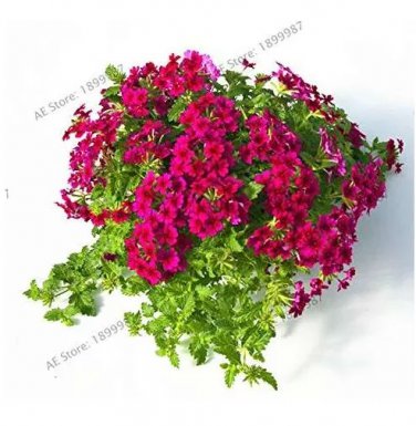 Rare Garden Plant Semi-Trailing Verbena Bonsai, Hanging Verbena 100 seeds