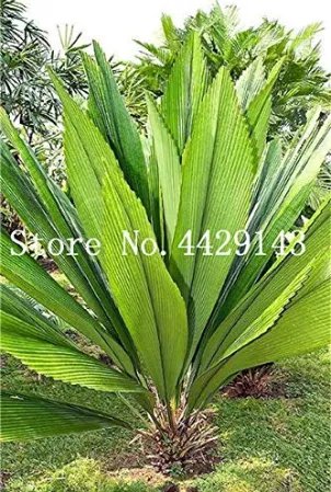 Rare 10 Pcs/Bag Palm Bonsai DIY Plant for Home Garden