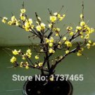 Rare 20 pcs/lot Chimonanthus praecox,Wintersweet