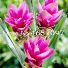 Rare 200 Pcs Colorful New Arrival Curcuma Bonsai Flower Plants