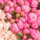 Rare 20 pcs Rare Double Peony Seed Multicolor Perennial Peony Flowers