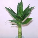 Rare 50 pcs Lucky Bamboo Choose Potted Bonsai Variety Complete Dracaena Plant