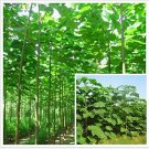 Rare Paulownia elongata New Forest Tree Bonsai, 200 Pcs/pack