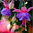 Rare Fuchsia Lanterns/Flower/Flower Bonsai Indoor Balcony Living Room/Begonia 100 seeds