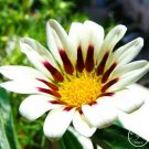 Rare Gazania Bonsai Multicolor Mixed Plant Beautiful Gazania Flower Garden, 100pcs/Lot