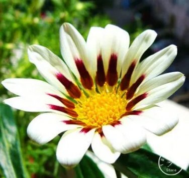Rare Gazania Bonsai Multicolor Mixed Plant Beautiful Gazania Flower Garden, 100pcs/Lot