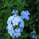 Rare 6000 Pcs Plumbago auriculata