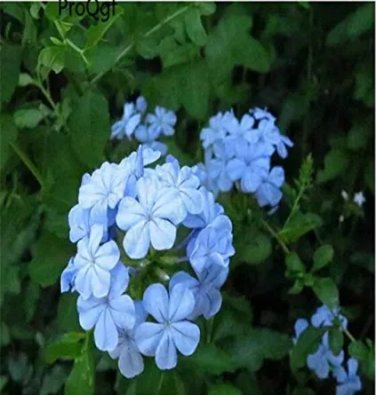 Rare 6000 Pcs Plumbago auriculata