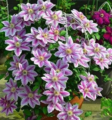 Rare 100 pcs Rare Mix Beautiful Clematis Bonsai Flower DIY Perennial Flowers
