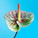 Rare 100 Pcs/Bag Rare Flower Plant Anthurium Bonsai Balcony Potted Plant