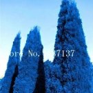 Rare 50 Pcs Italian Rare Dark Blue Cypress Tree Bonsai Indoor Outdoor Desk Ornamental