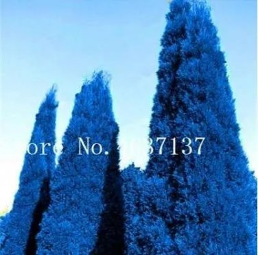 Rare 50 Pcs Italian Rare Dark Blue Cypress Tree Bonsai Indoor Outdoor Desk Ornamental