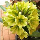 Rare Clivia Bonsai, Indoor Seed Home Garden vase Four Seasons Flowers Seed 50 pcs