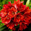 Rare 100 pcs/bag Clivia Plant, Perennial Bonsai Balcony Flower, Gorgeous Clivia Flower