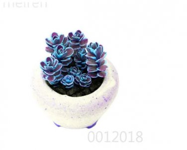 Rare 100 Mountain Rose Bonsai Rare Succulent Bonsai Flower Bonsai